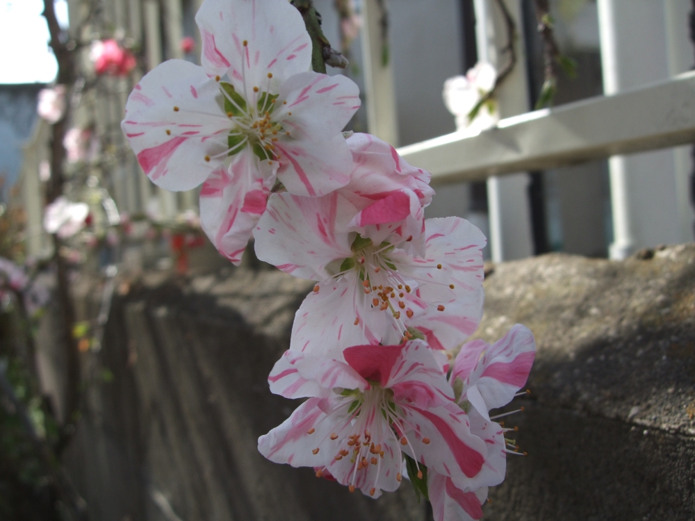 その他の写真